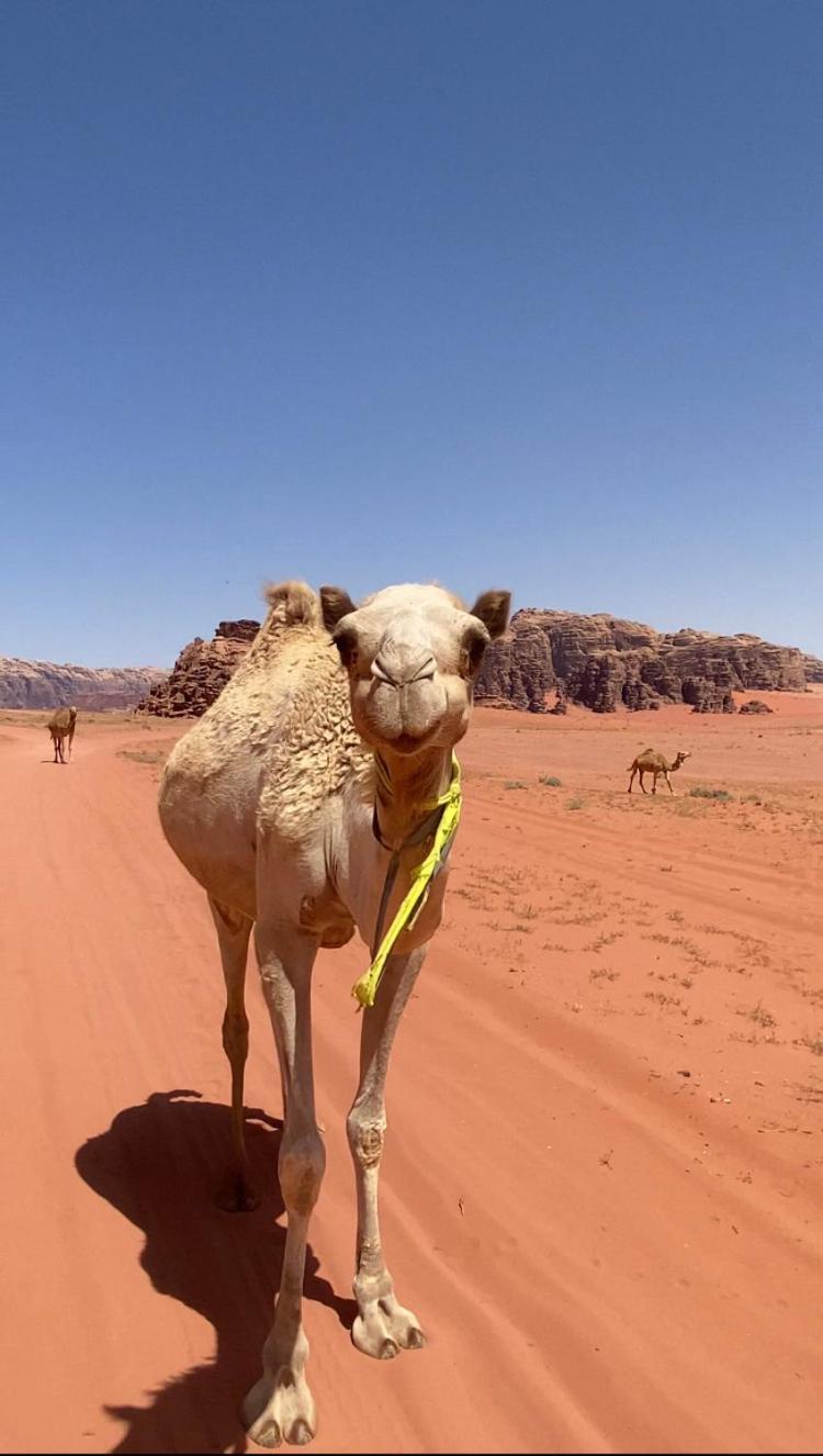 Wadi Rum Bedouin Heart Camp 외부 사진
