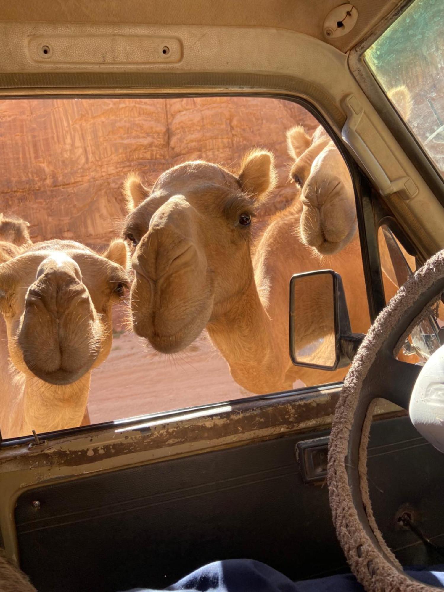 Wadi Rum Bedouin Heart Camp 외부 사진