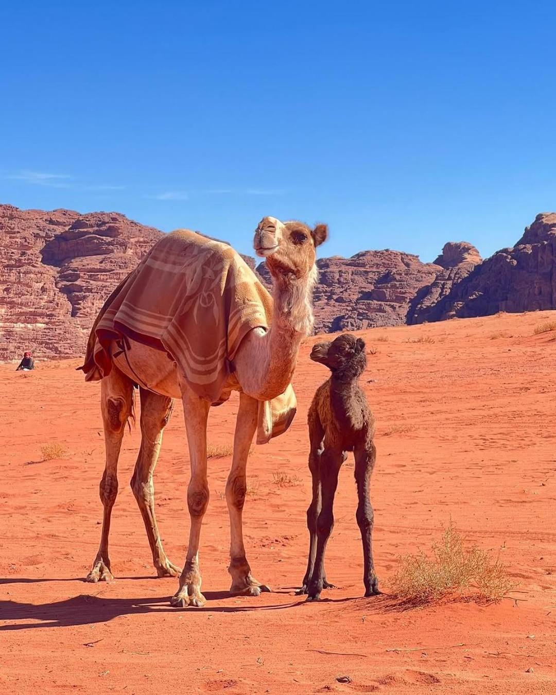 Wadi Rum Bedouin Heart Camp 외부 사진